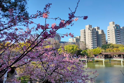 以春季櫻花聞名的綠蔭空間 新竹公園
